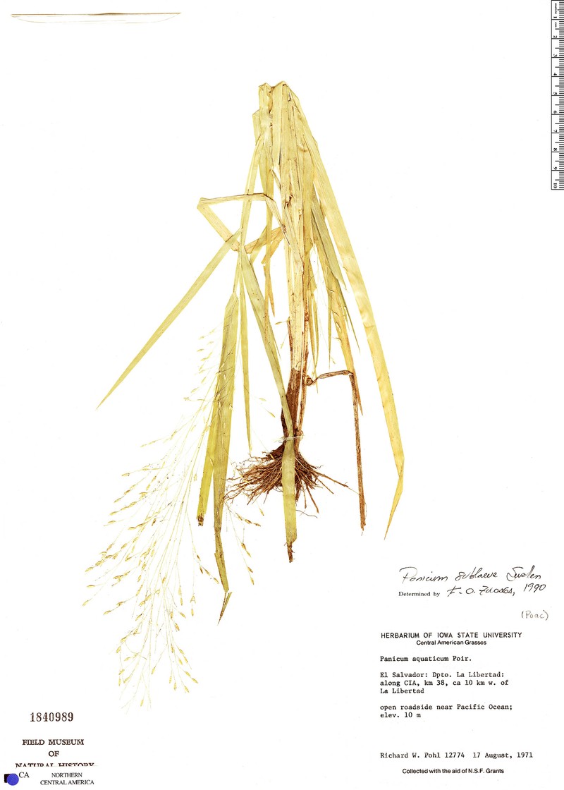Panicum sublaeve photo 4