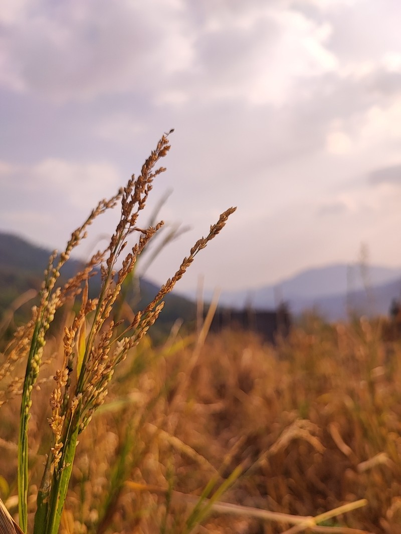 Barefoot Panicgrass