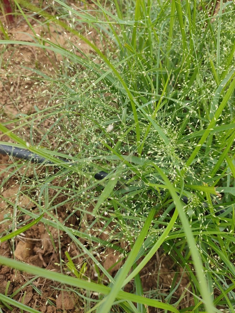 Barefoot Panicgrass photo 5