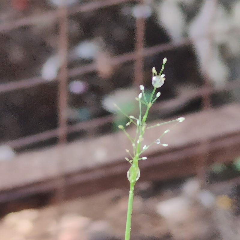 Barefoot Panicgrass photo 8