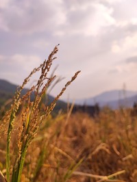 Little Millet