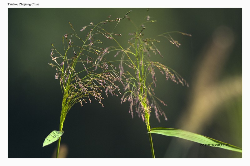 Little Millet photo 3