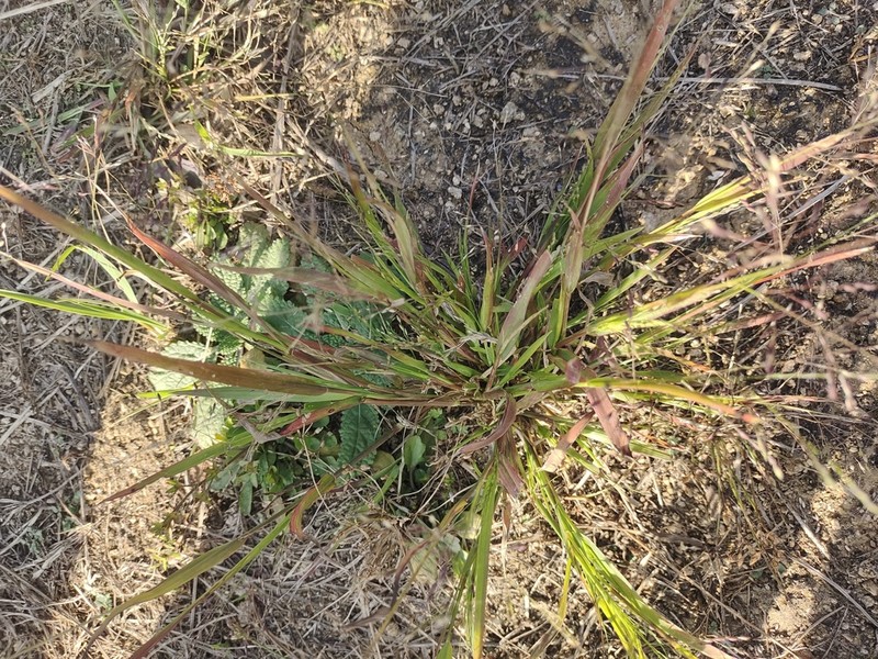 Little Millet photo 4
