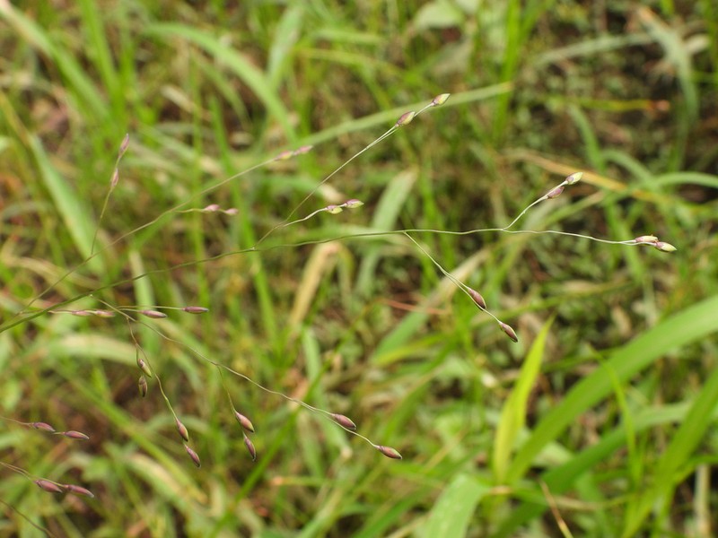 Little Millet photo 6
