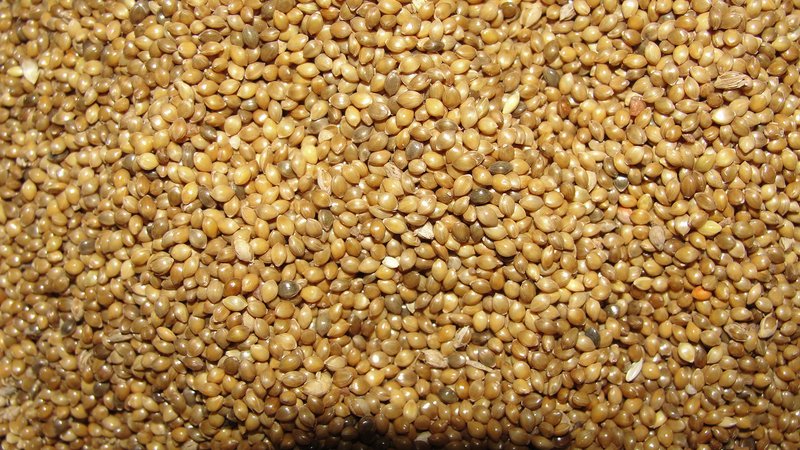 Little Millet photo 2