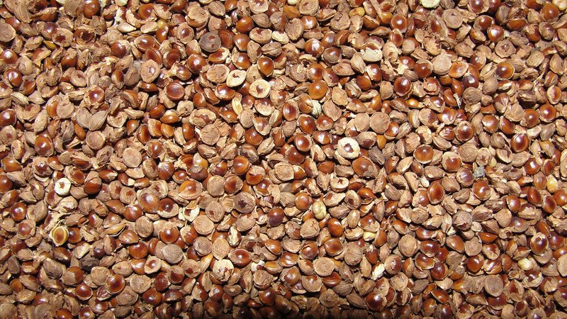 Little Millet photo 3