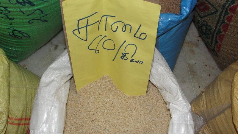 Little Millet photo 4