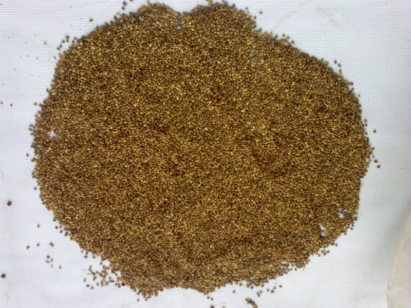 Little Millet photo 5