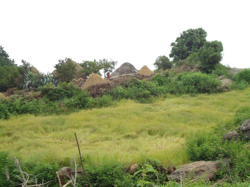 Little Millet photo 6