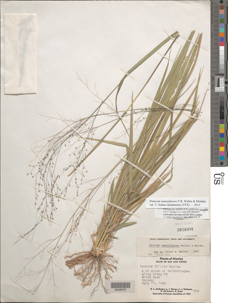 Panicum tamaulipense
