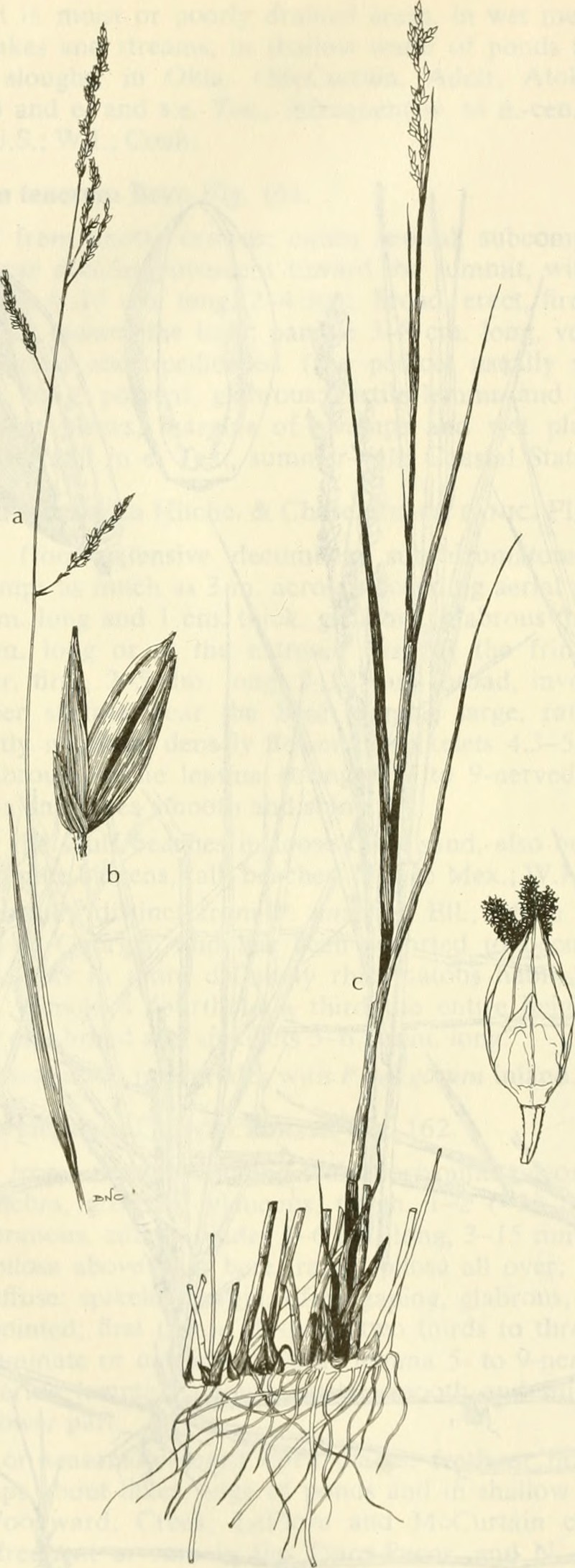 Bluejoint Panicgrass