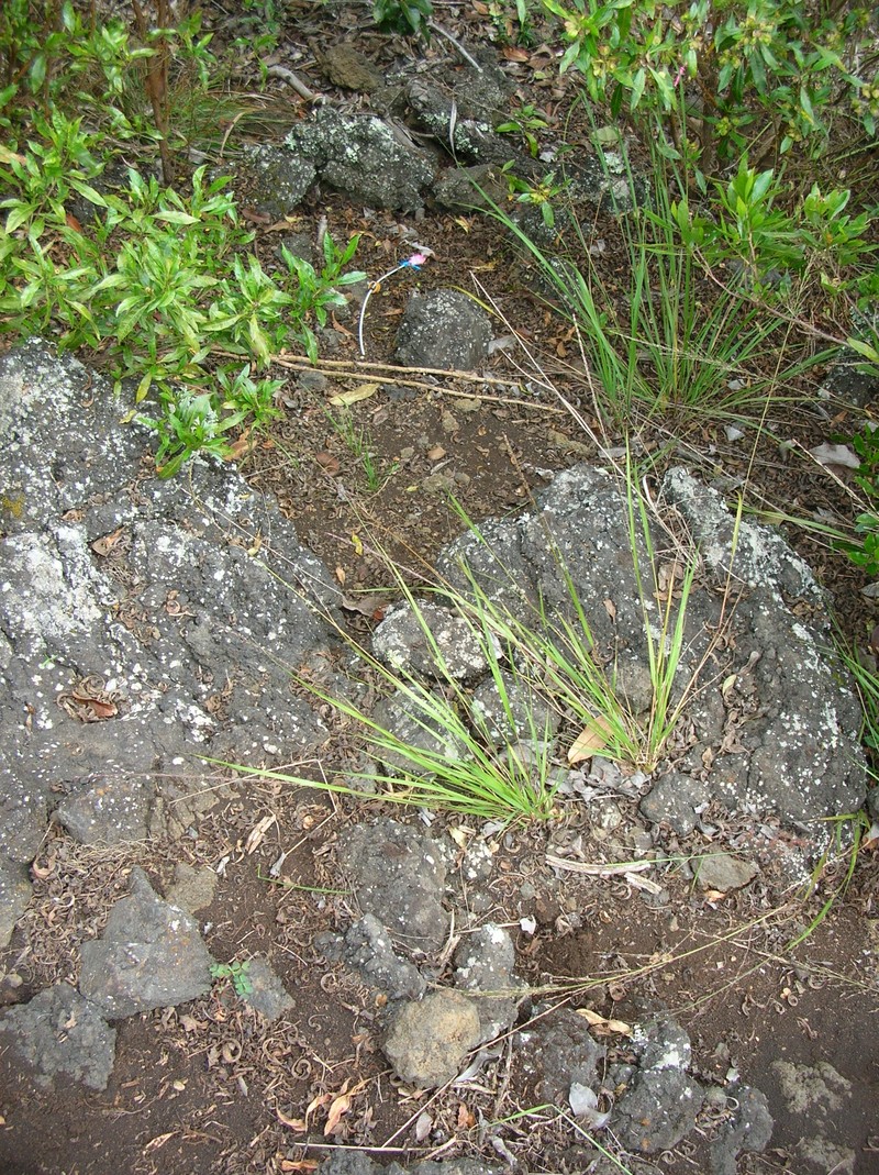 Parkland Panicgrass photo 5