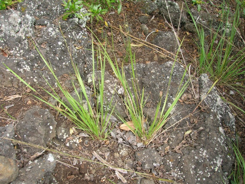 Parkland Panicgrass photo 2