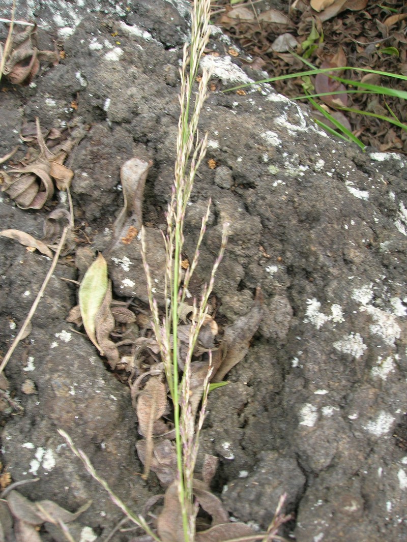 Parkland Panicgrass photo 3
