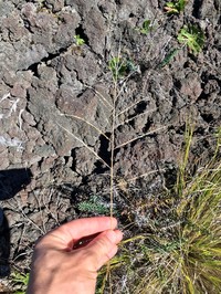 Parkland Panicgrass