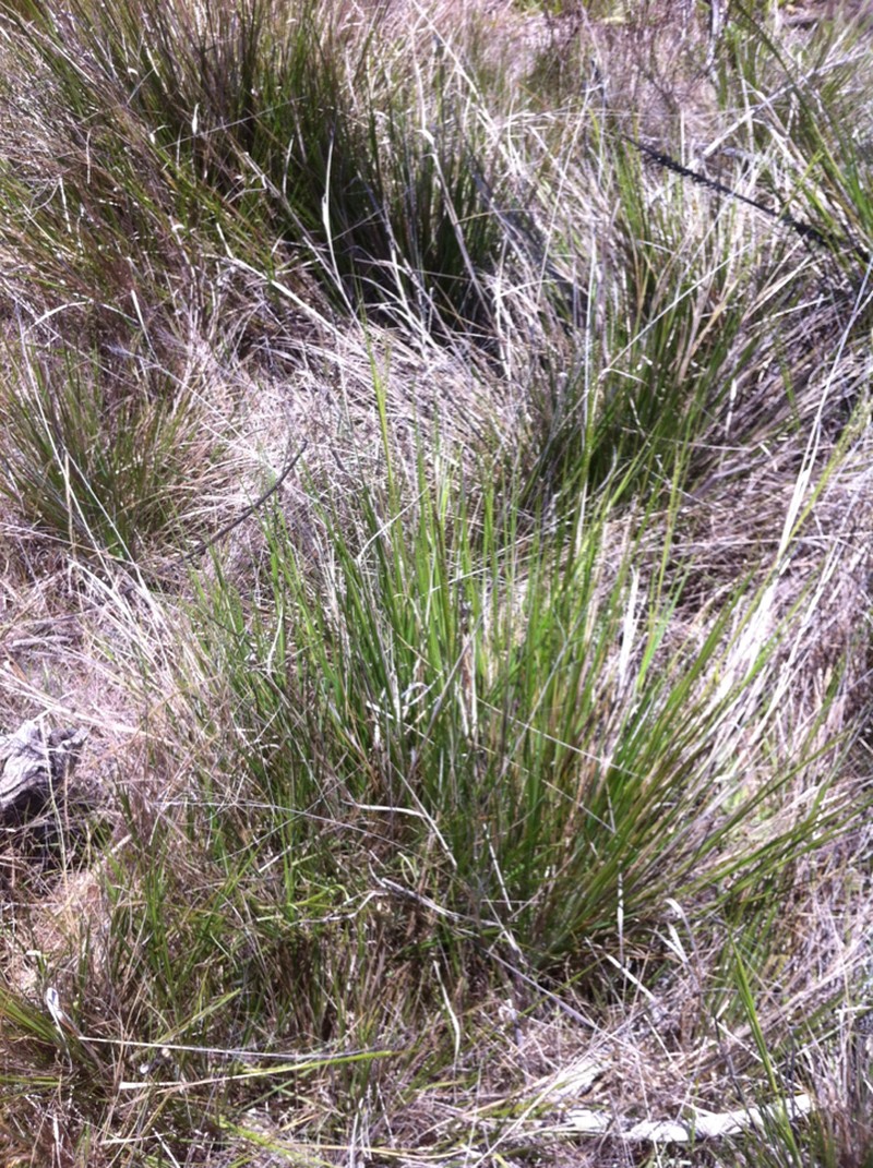 Parkland Panicgrass photo 2