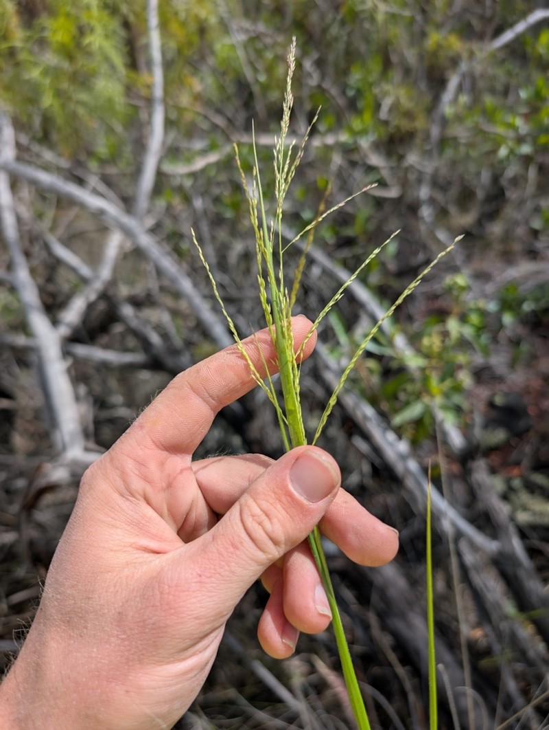 Parkland Panicgrass photo 3