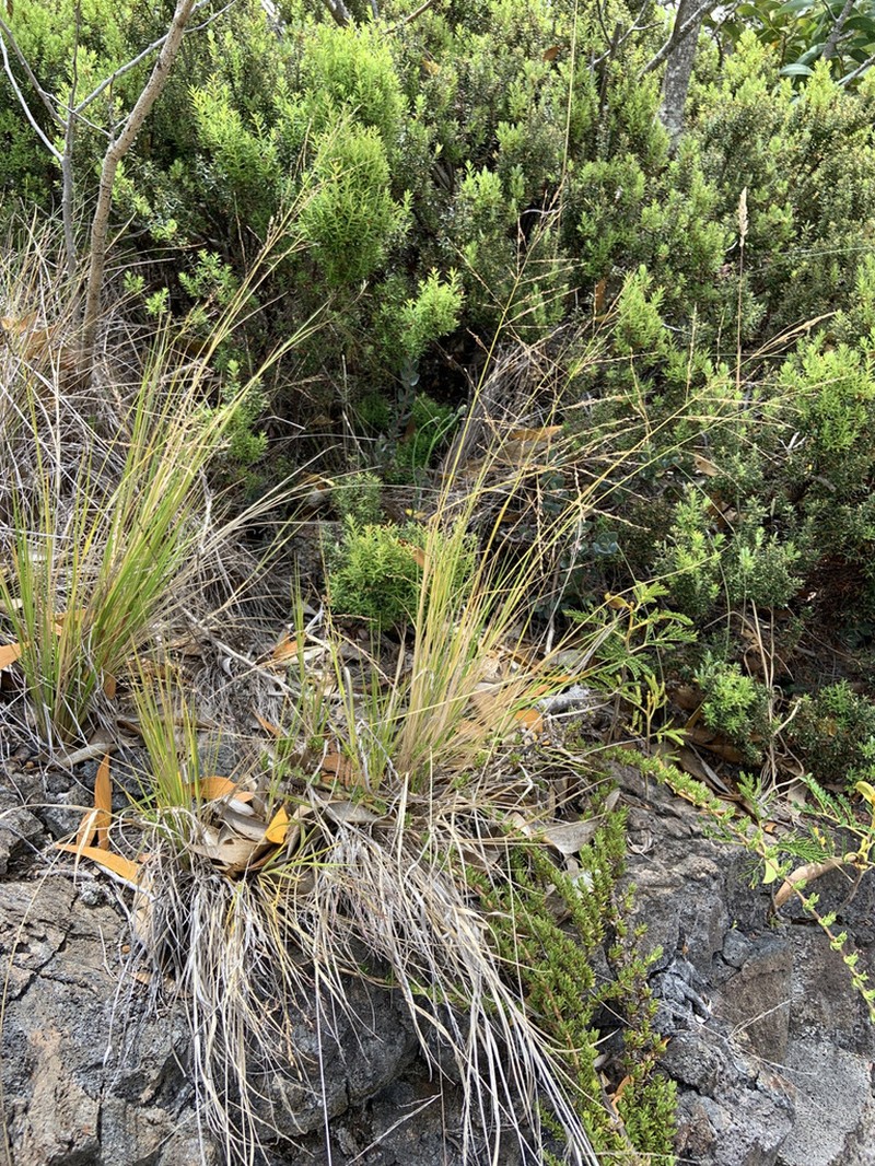 Parkland Panicgrass photo 4