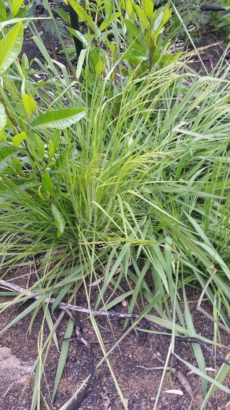Parkland Panicgrass photo 5