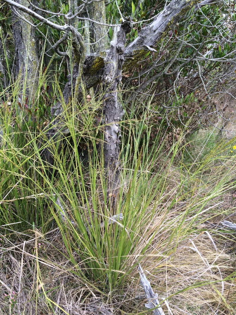 Parkland Panicgrass photo 6