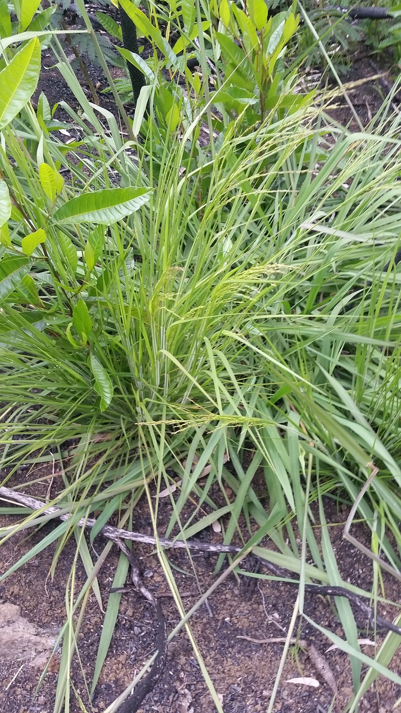 Parkland Panicgrass photo 8