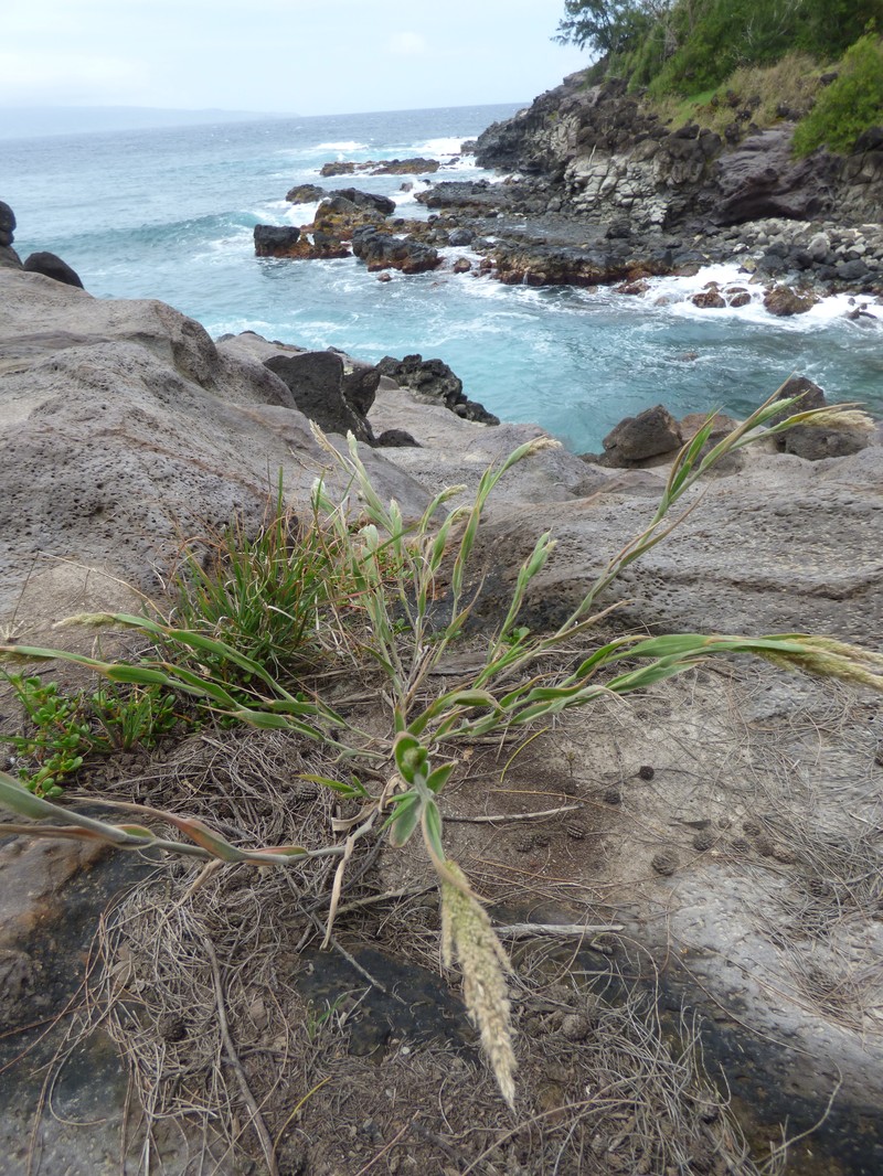 Torrid Panicgrass photo 2