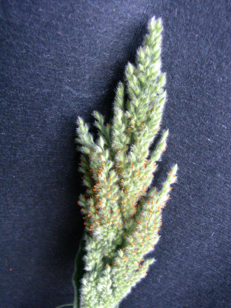 Torrid Panicgrass photo 3