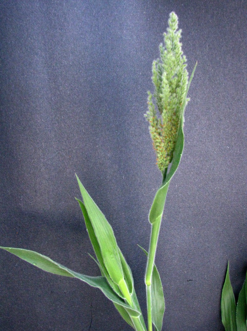 Torrid Panicgrass photo 4