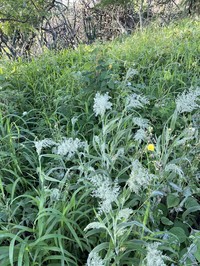 Torrid Panicgrass