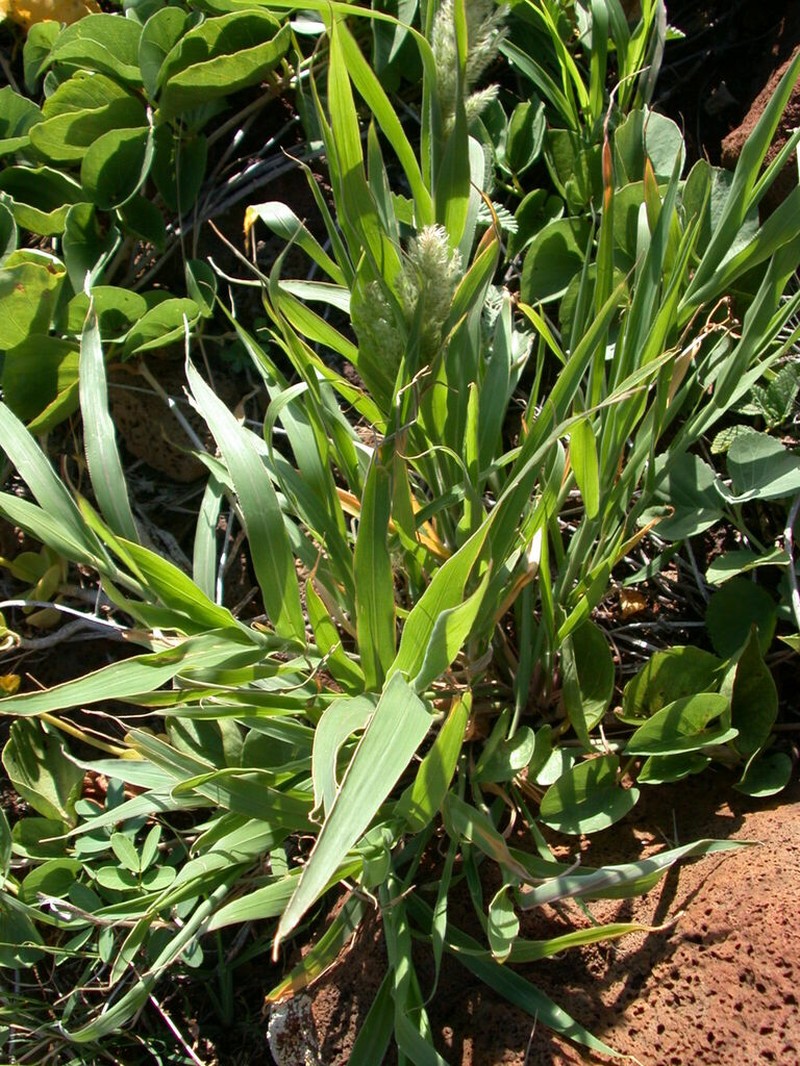 Torrid Panicgrass photo 2