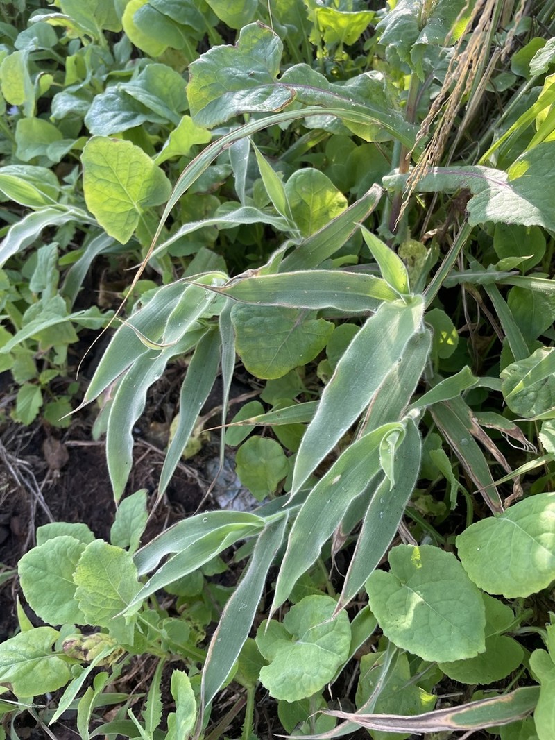 Torrid Panicgrass photo 3