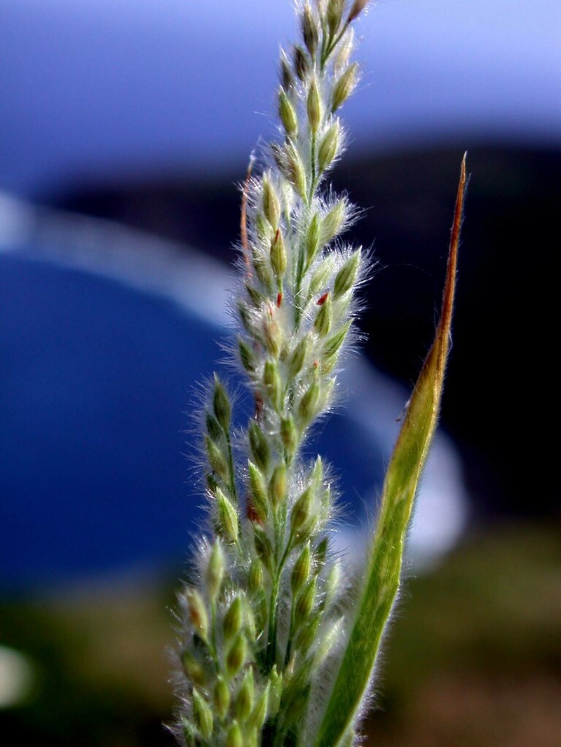 Torrid Panicgrass photo 5