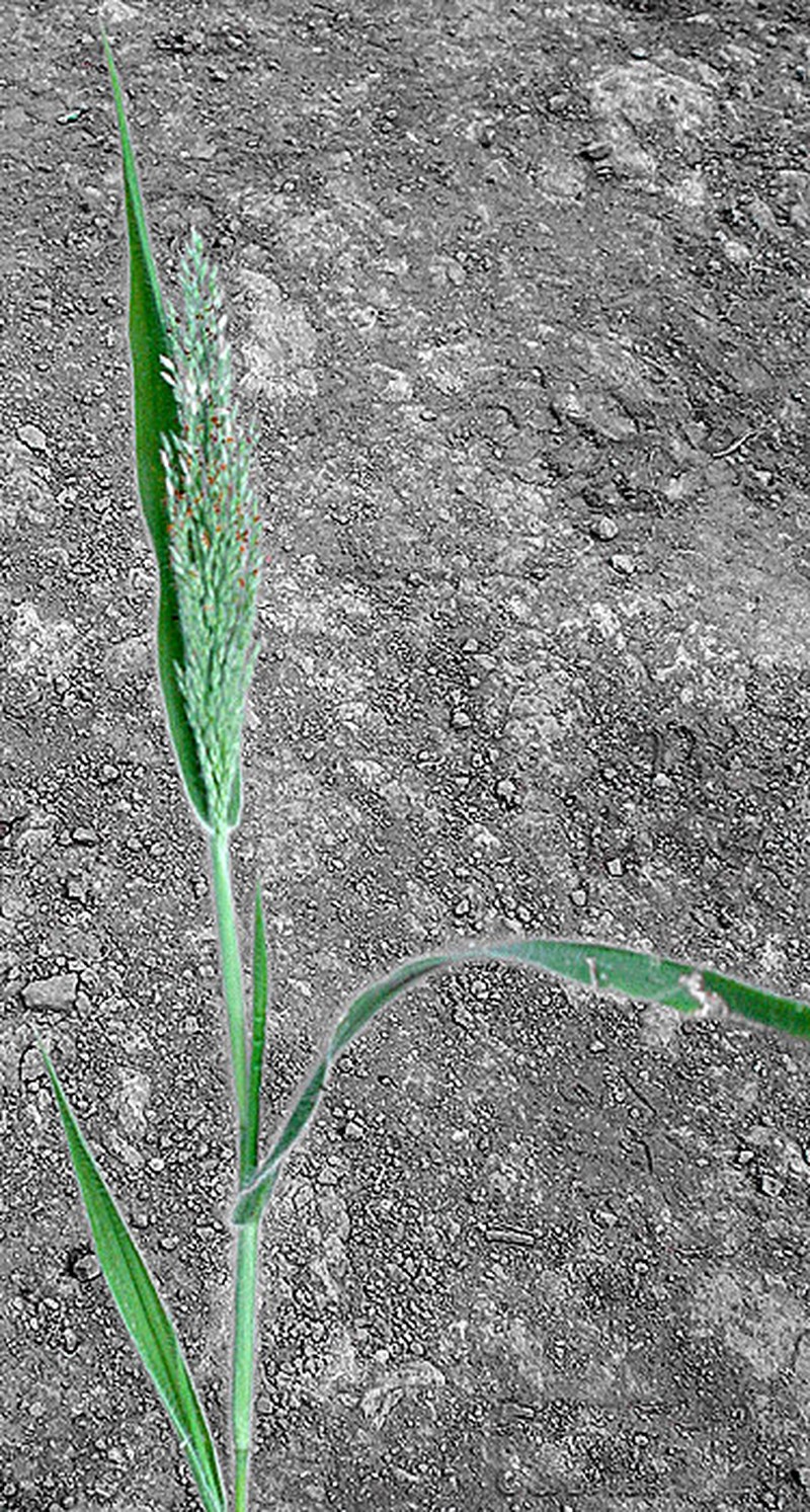 Torrid Panicgrass photo 6