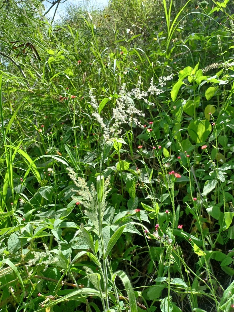Torrid Panicgrass photo 7