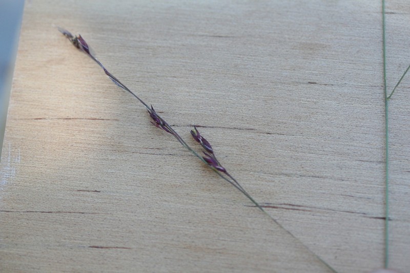 Panicum trachyrhachis photo 3