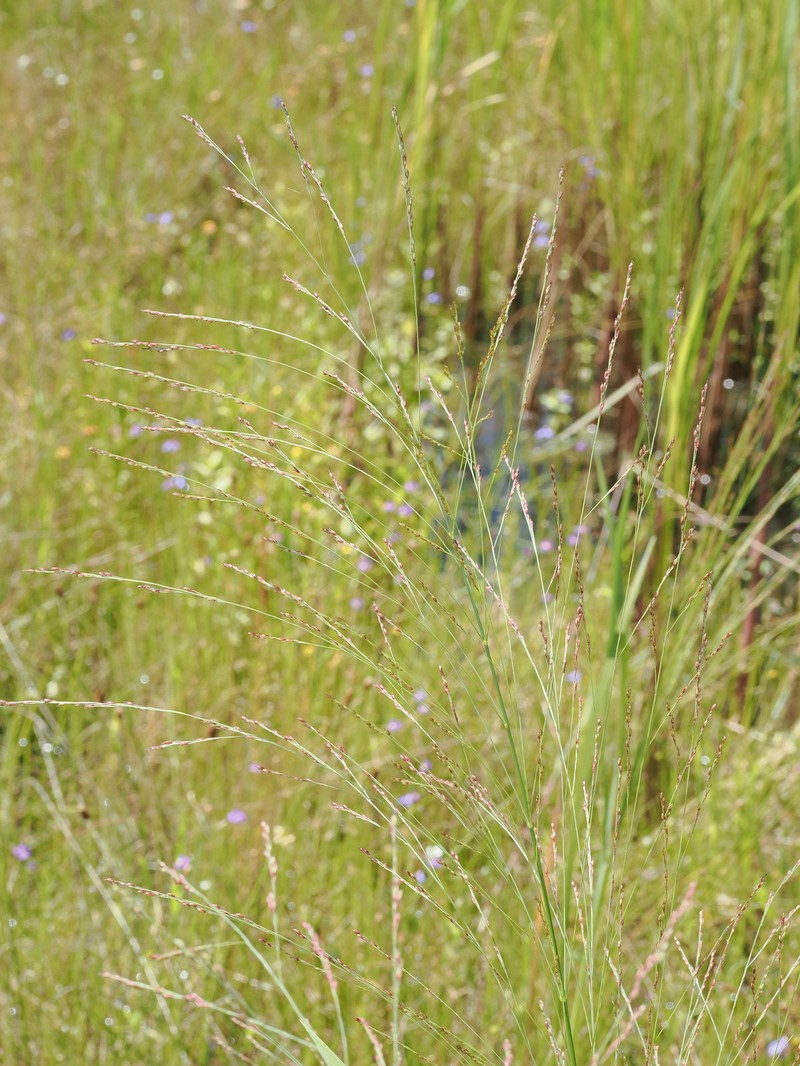 Panicum trachyrhachis photo 5