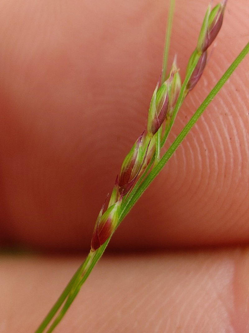 Panicum trachyrhachis photo 6