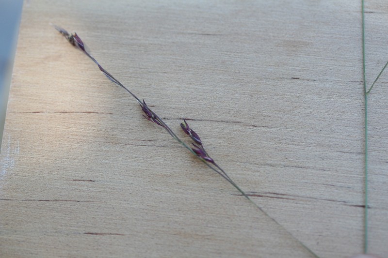 Panicum trachyrhachis photo 7