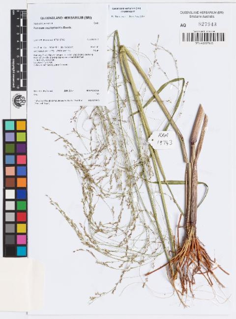 Panicum trachyrhachis photo 8