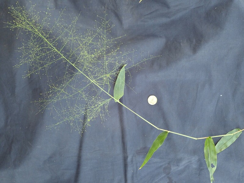 Thicket Panicgrass