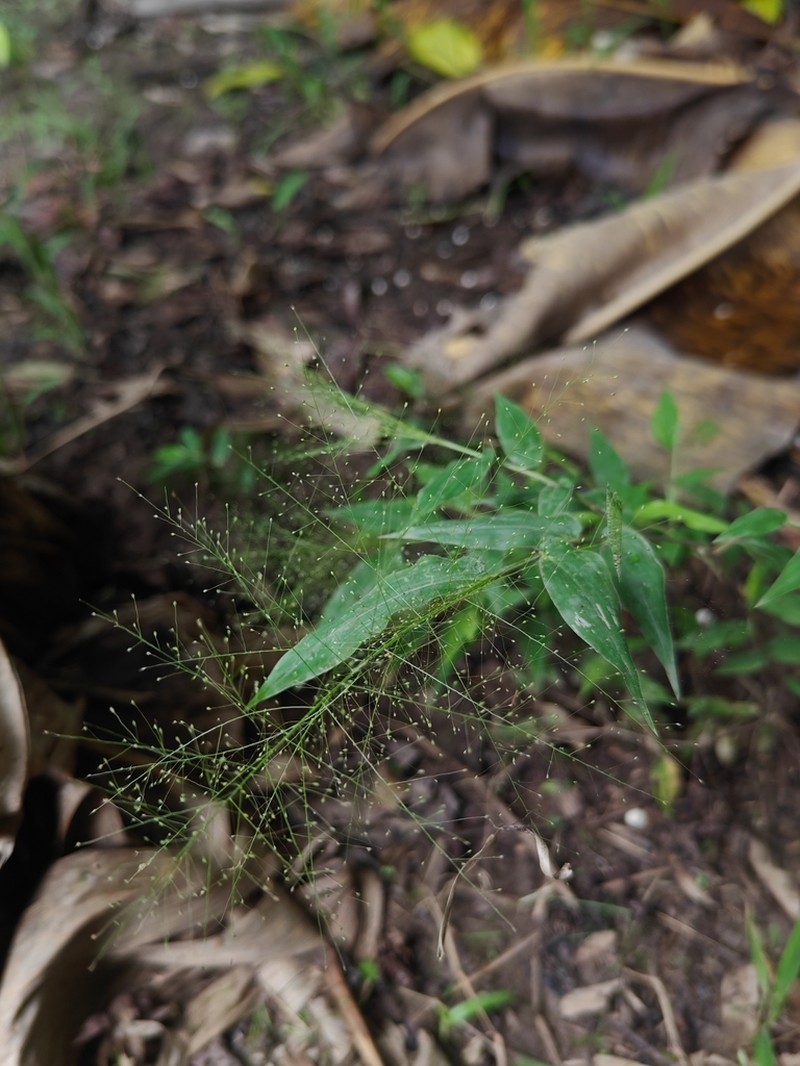 Thicket Panicgrass photo 2