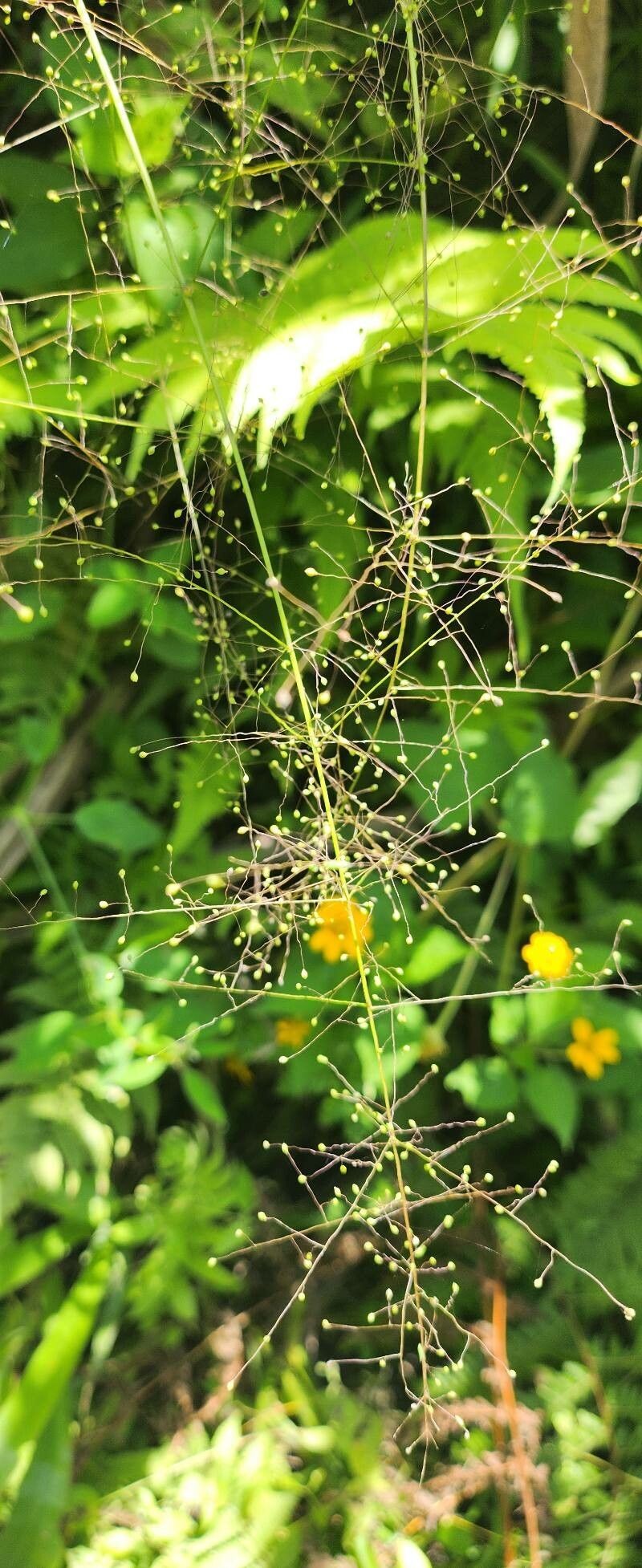 Thicket Panicgrass photo 3
