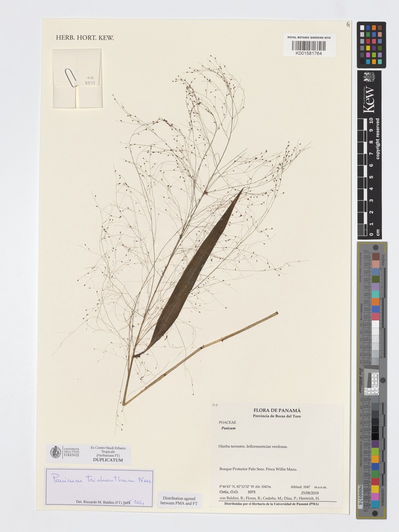 Thicket Panicgrass photo 4