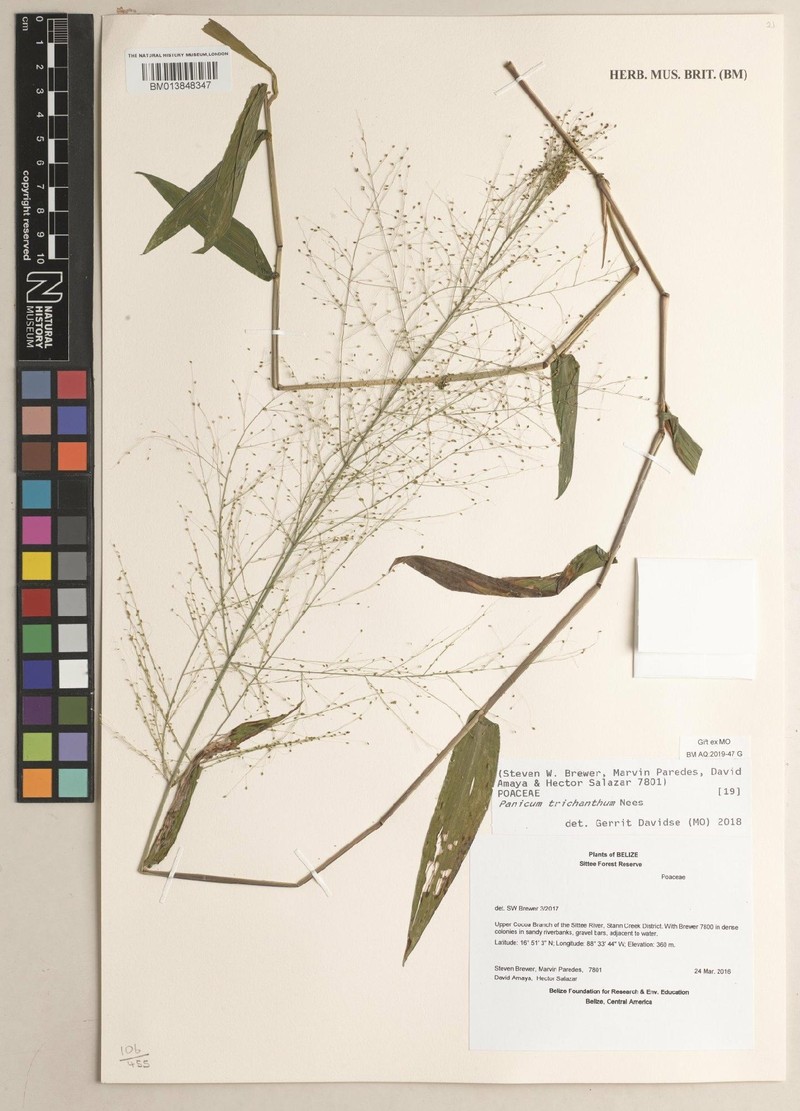 Thicket Panicgrass photo 5