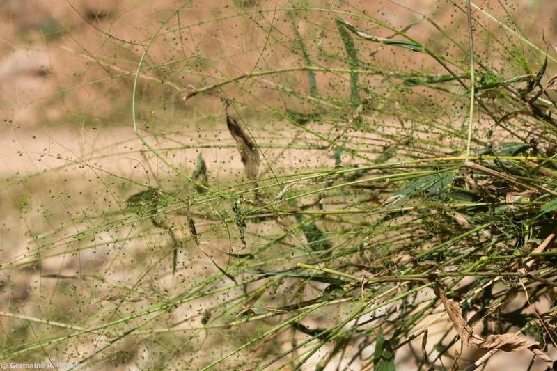 Thicket Panicgrass photo 6