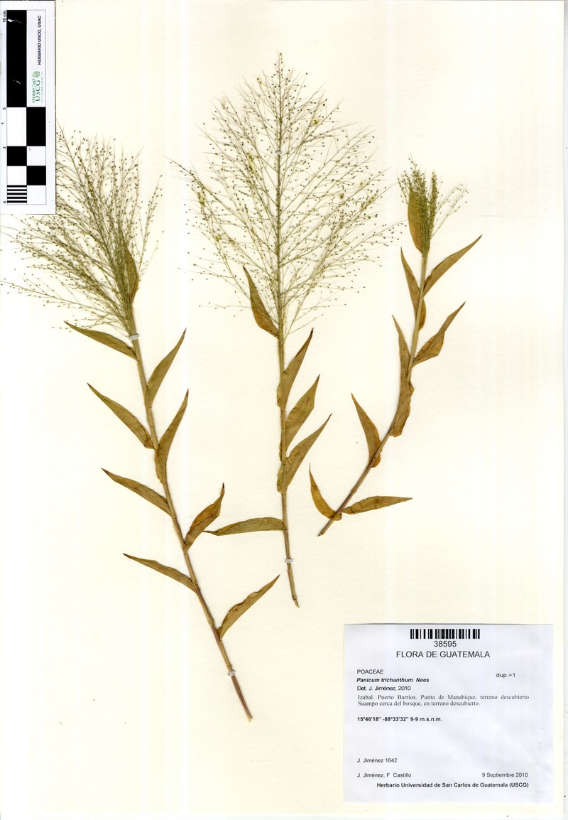 Thicket Panicgrass photo 7