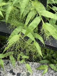 Tropical Panicgrass