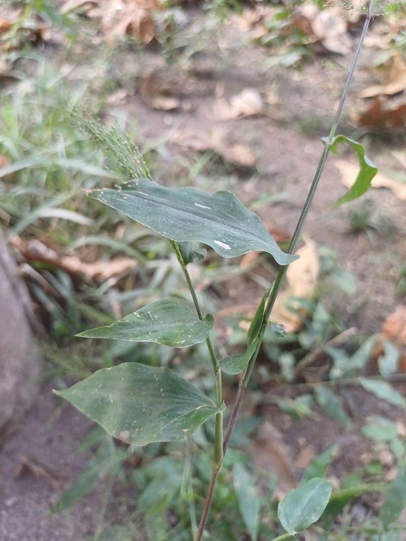 Tropical Panicgrass photo 2