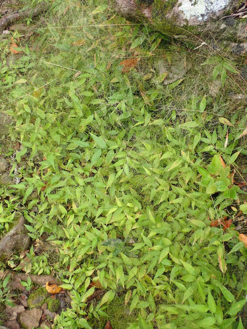 Tropical Panicgrass photo 3