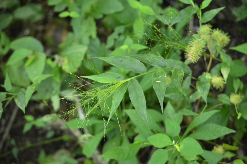 Tropical Panicgrass photo 4